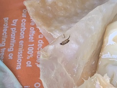 Phoridae