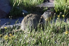 Urocitellus columbianus