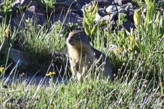 Urocitellus columbianus