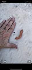 Eumorpha fasciatus