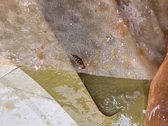Phoridae