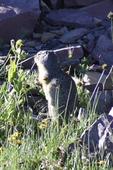 Urocitellus columbianus