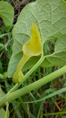 Aristolochia clematitis