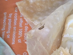 Phoridae
