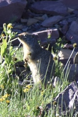 Urocitellus columbianus