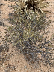 Simmondsia chinensis
