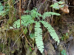 Adiantum aleuticum