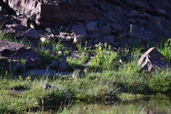 Urocitellus columbianus