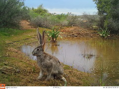 Scrub Hare photo 4