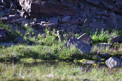 Urocitellus columbianus