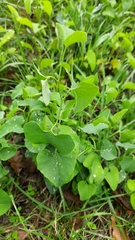 Aristolochia clematitis