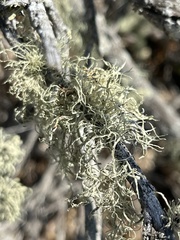 Ramalina farinacea
