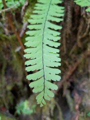 Adiantum aleuticum