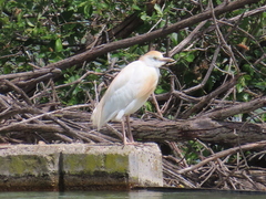 Bubulcus ibis
