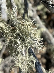 Ramalina farinacea
