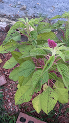 Amaranthus cruentus