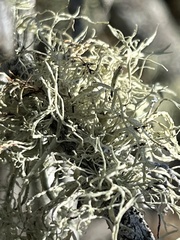 Ramalina farinacea