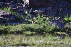 Urocitellus columbianus