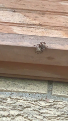 Neoscona domiciliorum