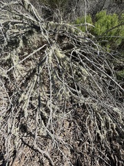 Ramalina farinacea
