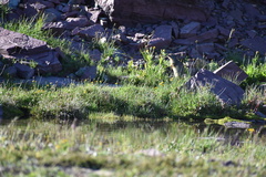 Urocitellus columbianus