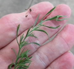 Polypremum procumbens