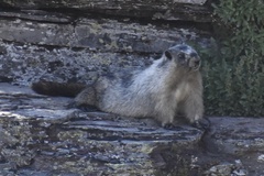 Marmota caligata