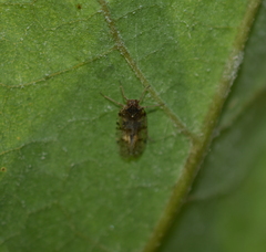 Cixiinae
