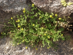 Ivesia saxosa
