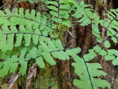 Adiantum aleuticum