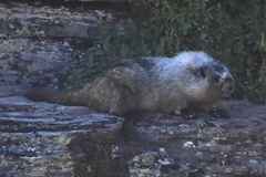 Marmota caligata