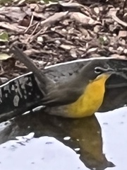 Icteria virens