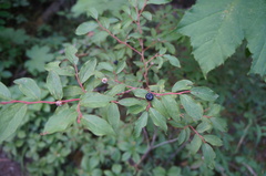 Vaccinium membranaceum