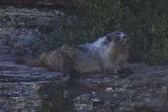 Marmota caligata