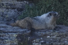 Marmota caligata