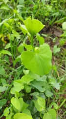 Aristolochia clematitis