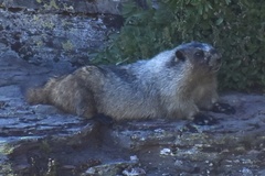 Marmota caligata