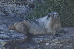 Marmota caligata