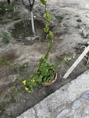 Callisia repens