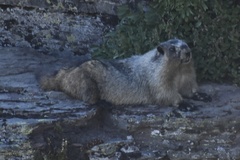Marmota caligata