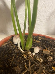 Leucocoprinus