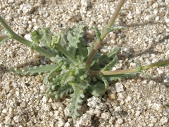 Gilia sinuata
