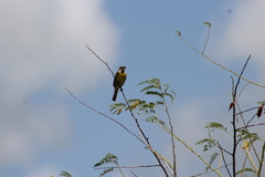 Spiza americana