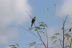 Spiza americana