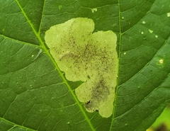 Agromyza pseudoreptans