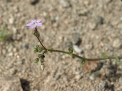 Gilia sinuata