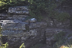 Marmota caligata