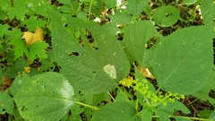 Agromyza pseudoreptans