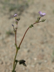 Gilia sinuata