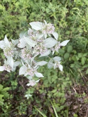 Pycnanthemum